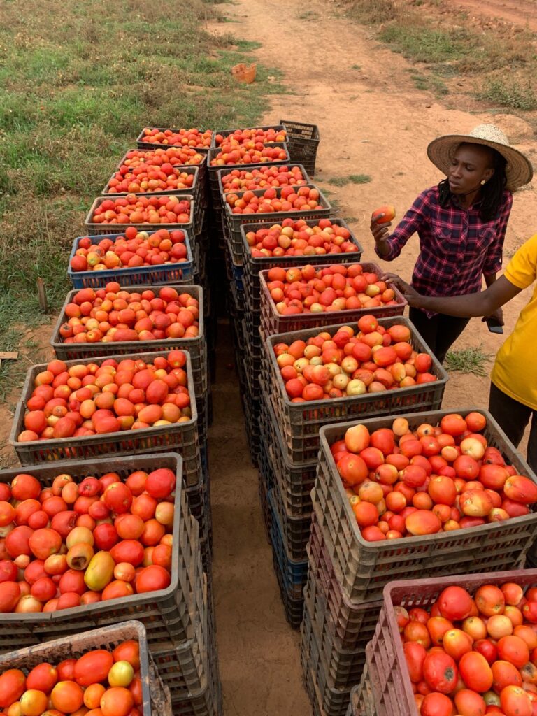 Tomato Farmers Hit Hard as Nigeria Loses N1.3 Billion to “Tomato Ebola” Outbreak