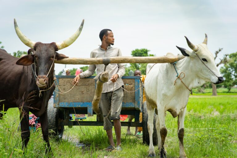 10 Nigerian Agrifintech Startups Empowering Small Farmers