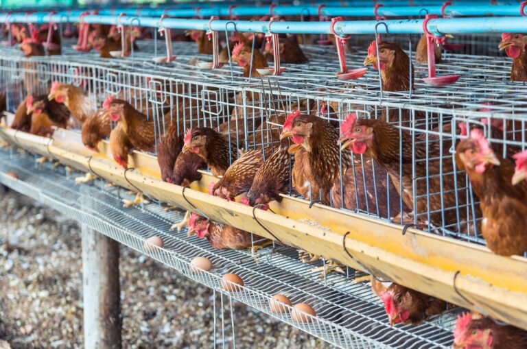 Half of Poultry Farms in Oyo State Have Shut Down – Association’s Chairman