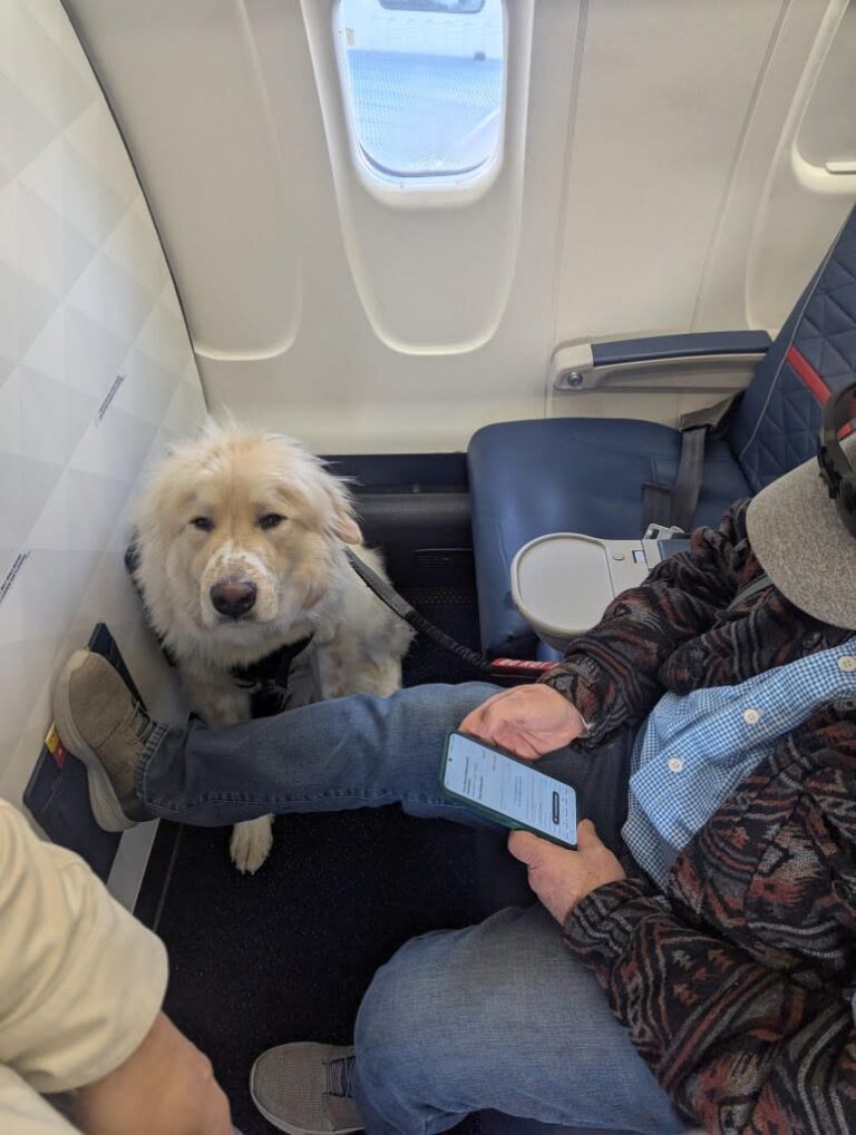 Delta Passenger Furious Over Being Forced to Give Up First Class Seat for Dog