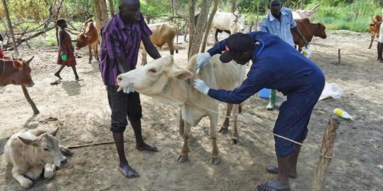 Anthrax Outbreak Confirmed in Zamfara, Govt Warns of Nationwide Threat
