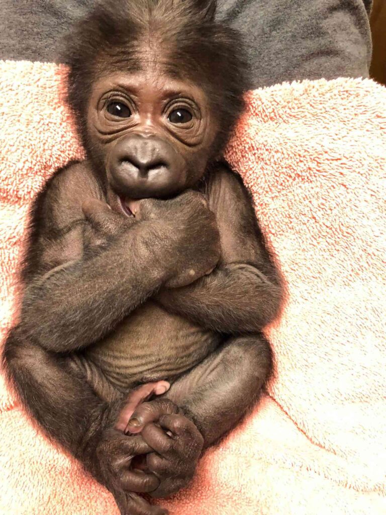 Nigeria, Turkey Partner to Ensure Safe Return of Smuggled Baby Gorilla