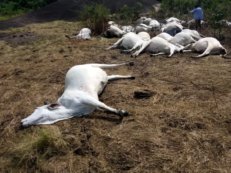 Benue on Edge After Herders Blame Local Security Outfits for Destruction of Livestock