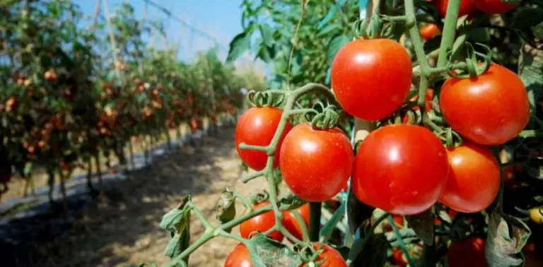 Oyo State Partners with Netherlands to Boost Tomato Production Through Greenhouse Technology