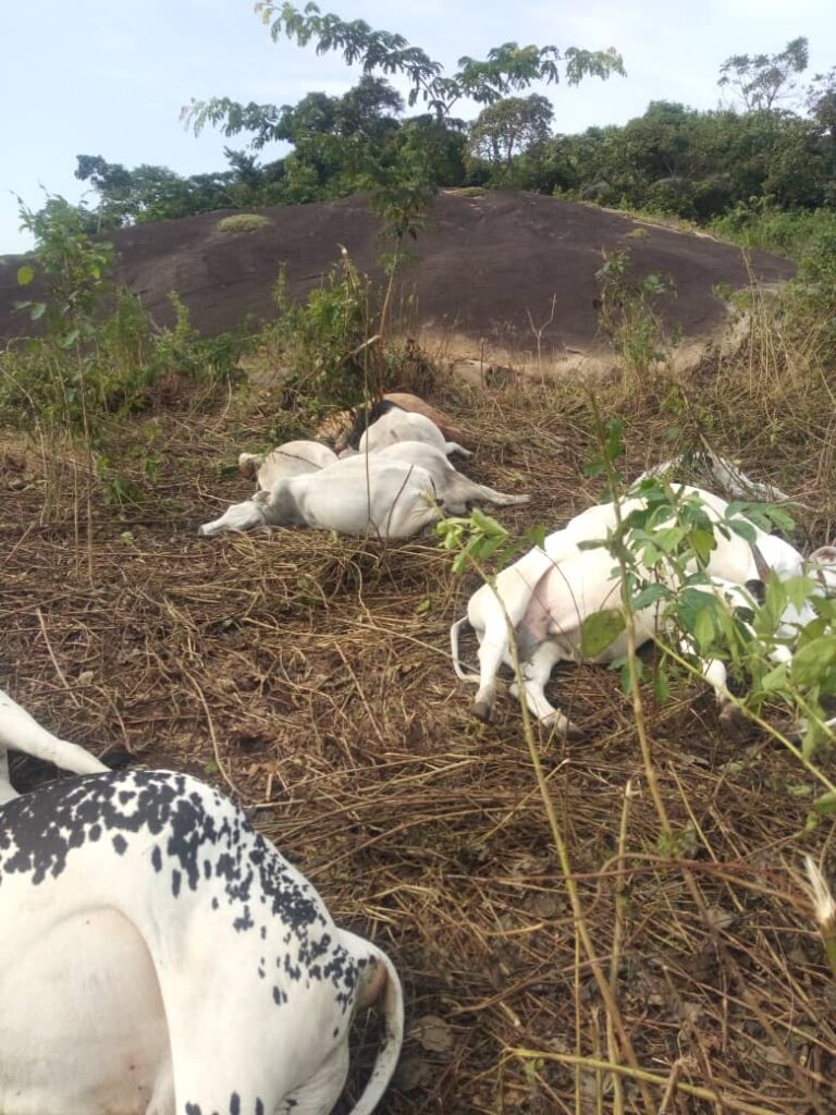 Lightning Strikes in Ondo, Kills Eight Cows