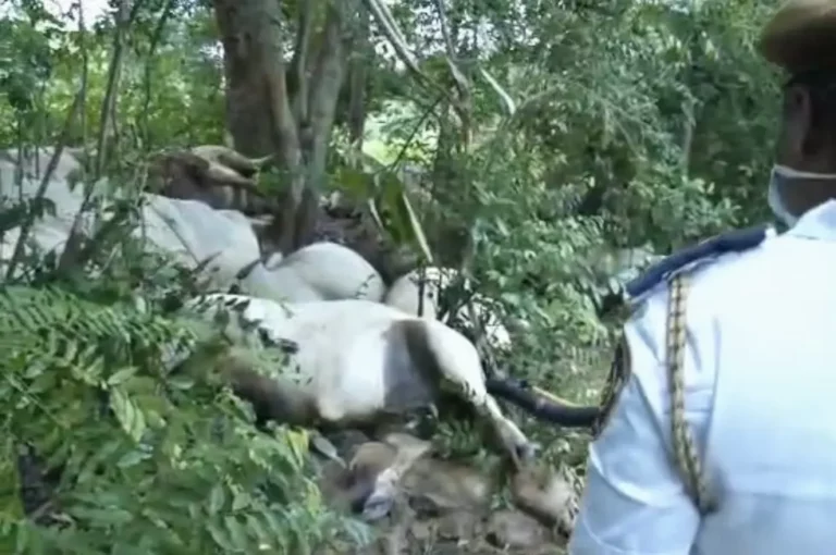 Lightning Kills 32 Cows in Ogun, Herder Seeks Government Help