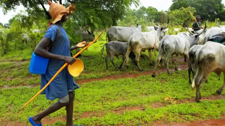 Fulani Forum Alleges ‘Fulani, Cattle Genocide’ in Plateau, Counters Christian Claims