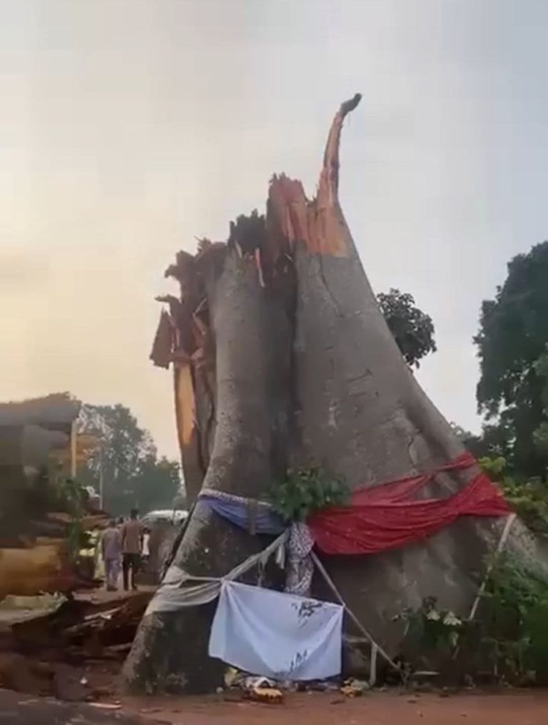 18 Feared Dead as Ancestral Tree Crushes Commercial Bus in Enugu