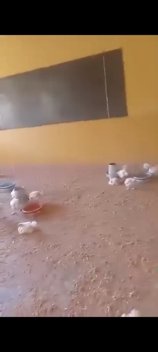 Outrage in Kaduna as School Principal Allegedly Turns Classroom into Poultry
