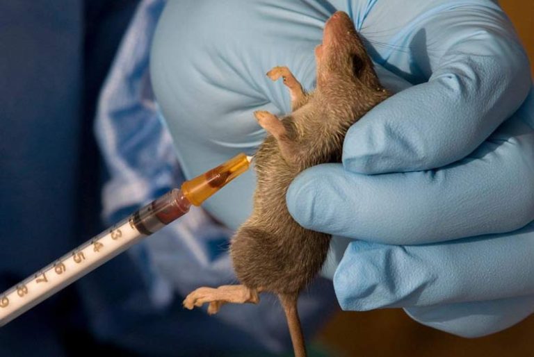 15 Dead, 49 Infected as Lassa Fever Hits Taraba