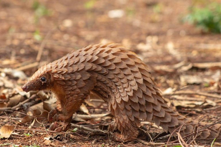 Customs Intercept Live Pangolins in Kano Smuggling Bust