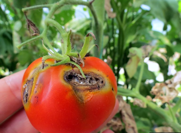 Pest Outbreak Hits Tomato Farms Across Kano LGAs