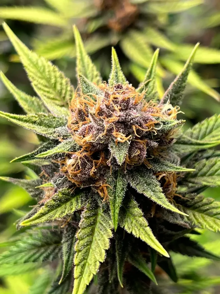 Edo Farmers Abandon Food Crops for Cannabis, NDLEA Warns